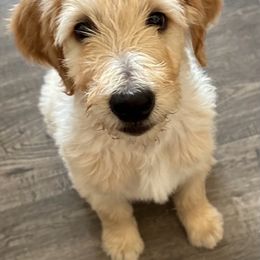 Goldendoodle Puppies from Bridger Peak Doodles