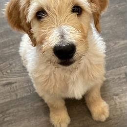Goldendoodle Puppies from Bridger Peak Doodles