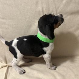 Star - Blue ticked and tan female Bluetick Coonhound puppy in Mount Pleasant, Texas from Harmons Hounds