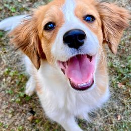 Ginger - White and red female Nederlandse Kooikerhondje puppy in Lexington, Kentucky from Ambermoon Kooikerhondje Blackamber Greater Swiss Mountain Dogs