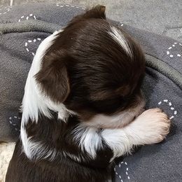 Biewer Terrier puppies from BiewerHeart Yorkies