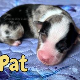 Pat - Blue merle male Miniature American Shepherd puppy in Millington, Tennessee from Goading Glee Glade