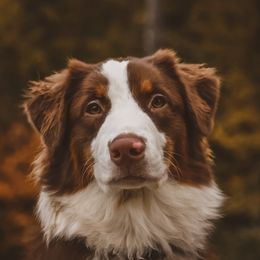 Roman - Australian Shepherd
