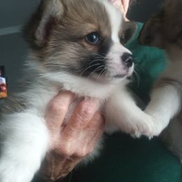 Pembroke Welsh Corgi Puppies from Jenny Barrett