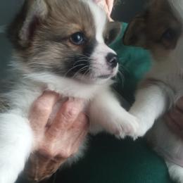 Pembroke Welsh Corgi Puppies from Jenny Barrett