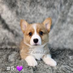 Girl 5 - Red Pembroke Welsh Corgi puppy in Cameron, North Carolina from Butts Family Corgis