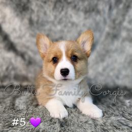 Girl 5 - Red Pembroke Welsh Corgi puppy in Cameron, North Carolina from Butts Family Corgis