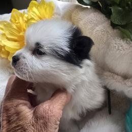 Charlee - Black and white female Pomsky puppy in Fallon, Nevada from Amazing High Desert Pomskys