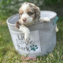 Saltina - Merle female Goldendoodle puppy in Tiverton, Rhode Island from South Shore Goldendoodles