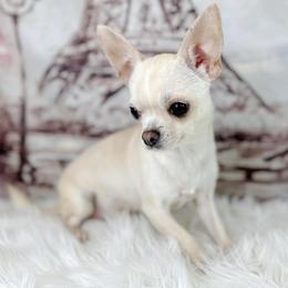 Kosh - Cream and white female Chihuahua puppy in Lee Center, New York from Alfheim-Andromeda Chihuahua's (A &A's)