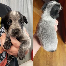 Australian Cattle Dog Puppies from Twisted C Heelers
