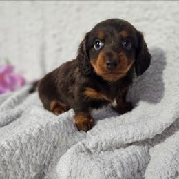 Dachshund and Pomeranian Puppies from Dachs and Poms