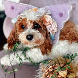 Cavapoo puppies from Cavapoo Puppy Parade