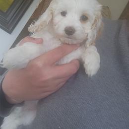 Marilyn - Buff and white female Cockapoo puppy in Ellensburg, Washington from Dawn to Dusk Cockapoos