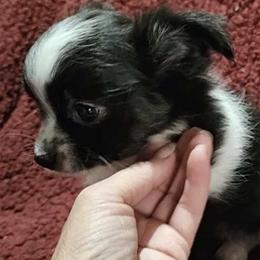 Chihuahuas and Maltese from Lonesome Dove pocket puppies