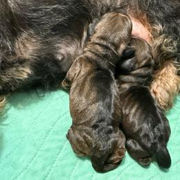 Puppy One - Wild boar female Dachshund puppy in Marinette/Green Bay, Wisconsin from Incahoots Smooth and Wirehaired Dachshunds