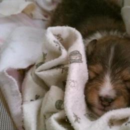 Shetland Sheepdog Puppies from Twin Cedar Shelties