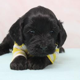 Lithium  yellow collar - Black female Australian Labradoodle puppy in Provo, Utah from EllsWORTH Labradoodles LLC