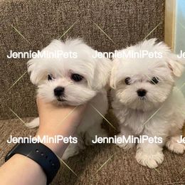 Maltese Puppies from JennieMiniPets