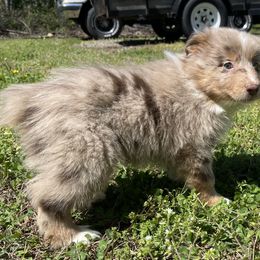 “Carrot” - Red merle Australian Shepherd puppy in Yadkinville, North Carolina from Gold Leaf Farm & Kennels