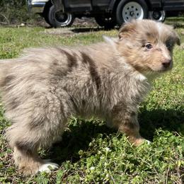 “Carrot” - Red merle Australian Shepherd puppy in Yadkinville, North Carolina from Gold Leaf Farm & Kennels
