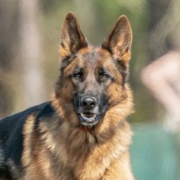 Hela - German Shepherd