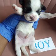 Boy 1 - Black gold and white male Shorkie puppy in Boca Raton, Florida from Tina-Marie's Pups