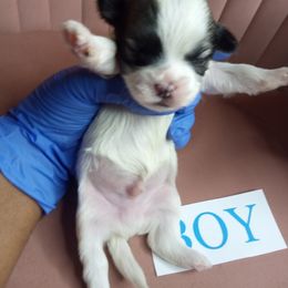 Boy 1 - Black gold and white male Shorkie puppy in Boca Raton, Florida from Tina-Marie's Pups