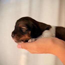 Buzz - Piebald male Dachshund puppy in Paso Robles, California from Drift & Dash Dachshunds