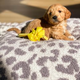 Goldendoodle Puppies from Bundy Farm