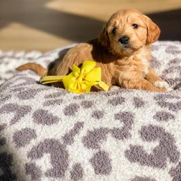 Goldendoodle Puppies from Bundy Farm