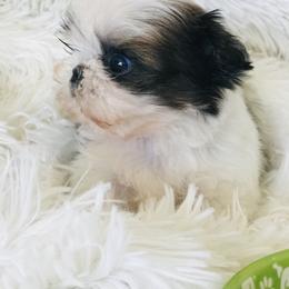 Shih Tzu Puppies from Willow Lane Shih Tzus