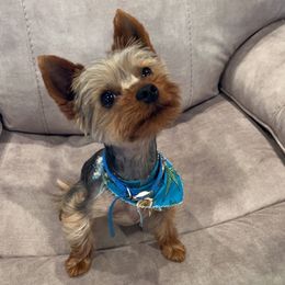 Yorkshire Terriers from Peppy Puppy Palace