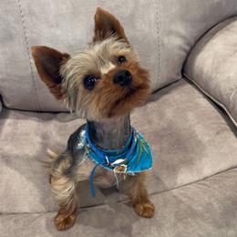 Yorkshire Terriers from Peppy Puppy Palace