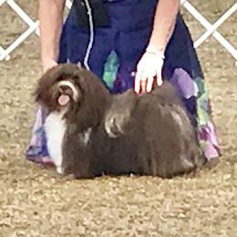 Livie - Havanese