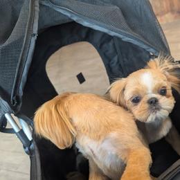 Kodak - Cream and white male Shih Tzu puppy in West Pawlet, Vermont from Morgan's Shih Tzus