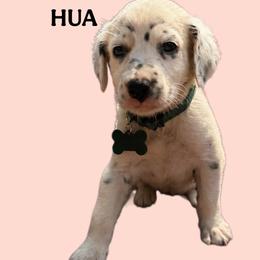 Pearl - White and black male Dalmatian puppy in Bremen, Georgia from Clark’s Dalmatians