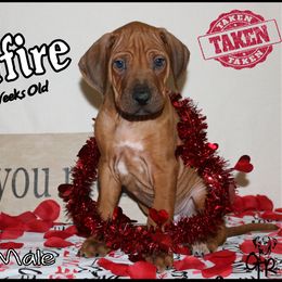 Rhodesian Ridgeback Puppies from On The Rocks Rhodesian Ridgebacks