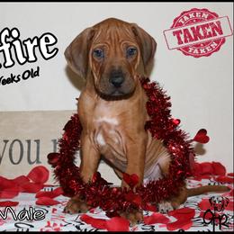 Rhodesian Ridgeback Puppies from On The Rocks Rhodesian Ridgebacks