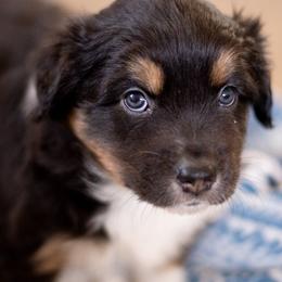Australian Shepherds from Blue Mountain Aussies
