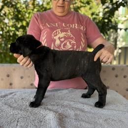 Pink Collar N - Black female Cane Corso puppy in Paris, Texas from Knucklehead Cane Corso