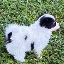 Champ - White black and tan male Papillon puppy in Frostproof, Florida from Sequence Papillon