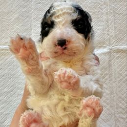 White Tricolor 1 - Tri-color male Bernedoodle puppy in Brooksville, Florida from Kruger Doodles