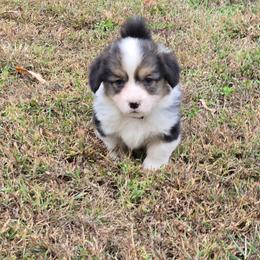 2 - green collar boy - Black and tan male Pembroke Welsh Corgi puppy in Harrisburg, Illinois from Parish Corgis