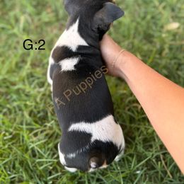 Rat Terrier Puppies from FA puppies