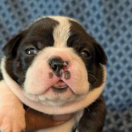 Boston Terrier Puppies from Boston's Boston Terriers AKC