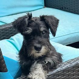 Lola - Miniature Schnauzer