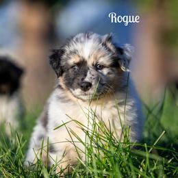 Rogue - Blue merle female Australian Shepherd puppy in Benton City, Washington from Eventide Australian Shepherds