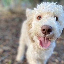 Ollie - Cream male Labradoodle puppy in Toledo, Washington from Bigfoot Doodles