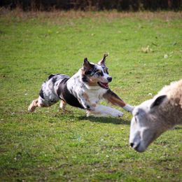 Australian Shepherd All Grown Up from Eventide Australian Shepherds